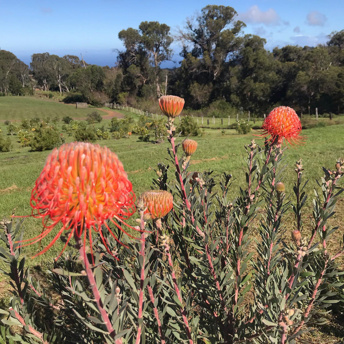 Patience and the Joy of Anticipation