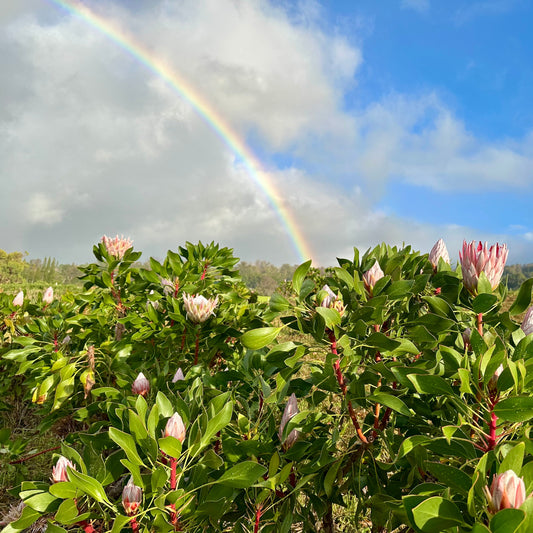 Anuhea Flowers Gift Card