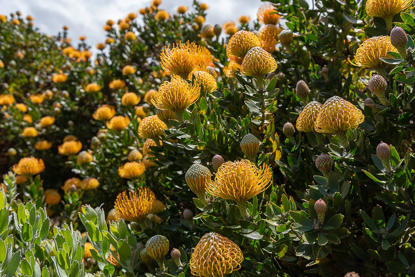 Anuhea Flowers Guided Farm Tour