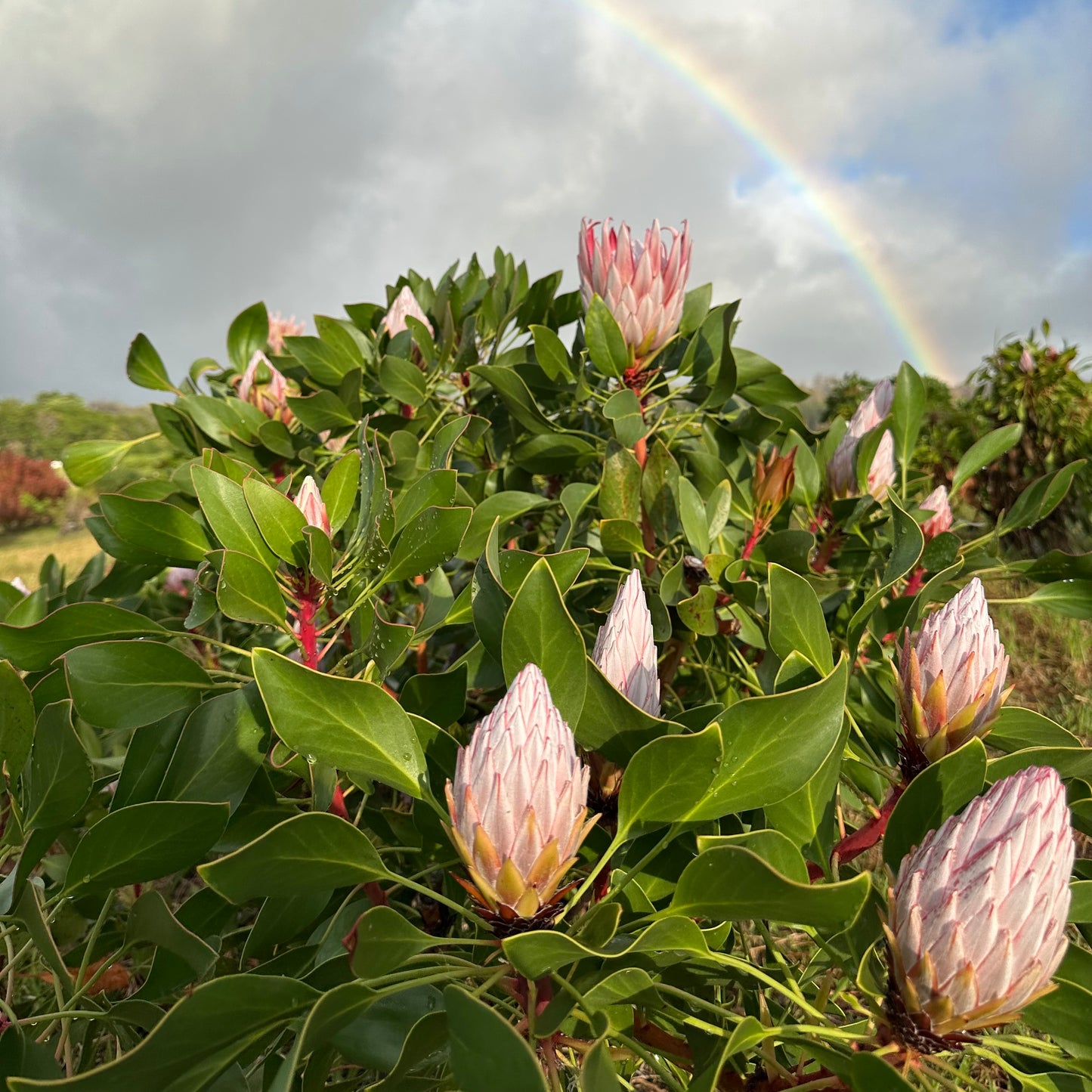 Anuhea Flowers Guided Farm Tour